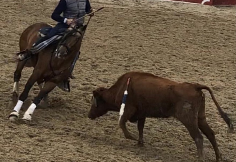 Lusitano {TYPE}