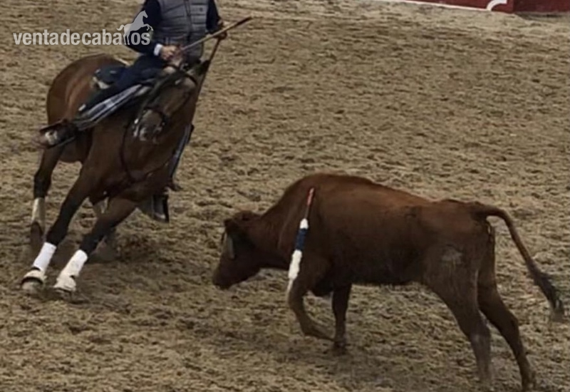 Lusitano {TYPE}
