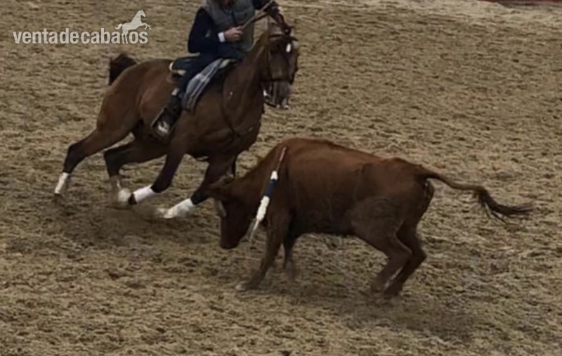Caballos Enteros Lusitano - caballo bayo torero