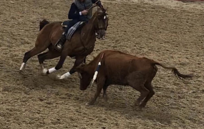 Caballos Enteros Lusitano - caballo bayo torero
