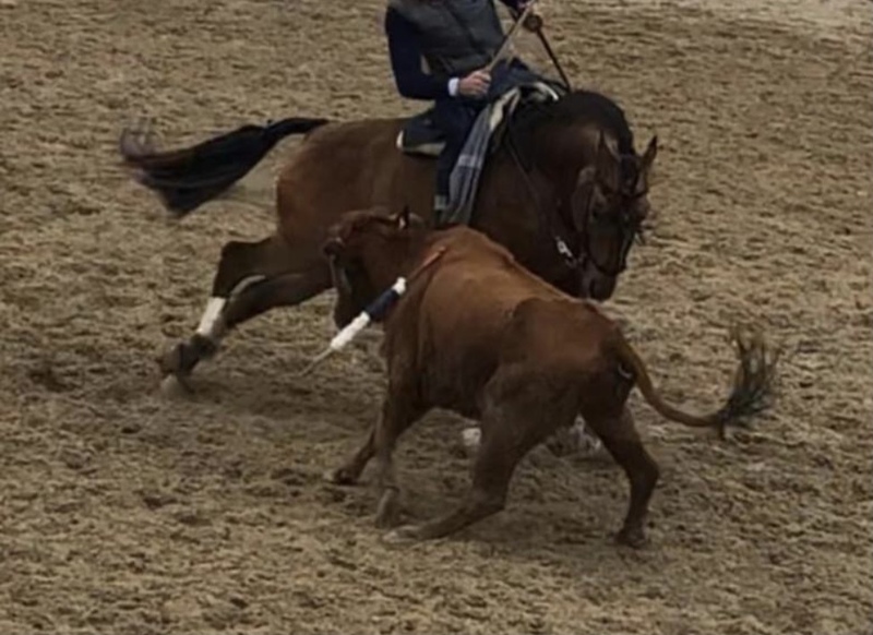 caballo bayo torero - Caballos Enteros Lusitano