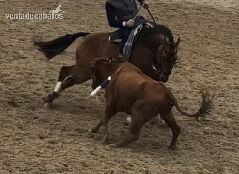 caballo bayo torero - Caballos Enteros Lusitano