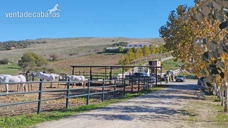 Andalucia, Sotogrande/ Jimena de la Frontera - Finca con cuadras - Finca ecuestre in Jimena de la Frontera