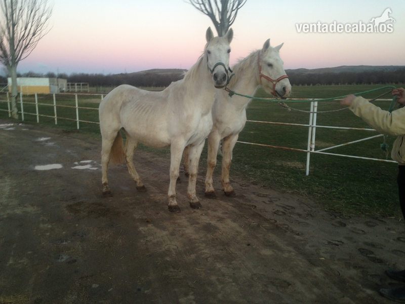 Vendo dos caballos para gente sin experiencia  in 