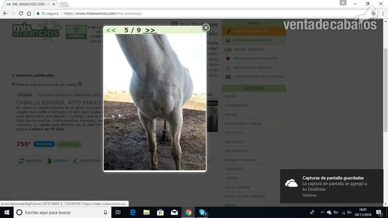 CABALLO ESPAÑOL APTO PARA CUALQUIERA in 