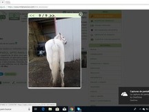 CABALLO ESPAÑOL APTO PARA CUALQUIERA