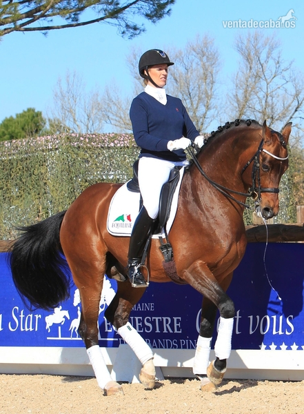 Hannoveriano, castrado, 10 años, 169 cm, Don in 