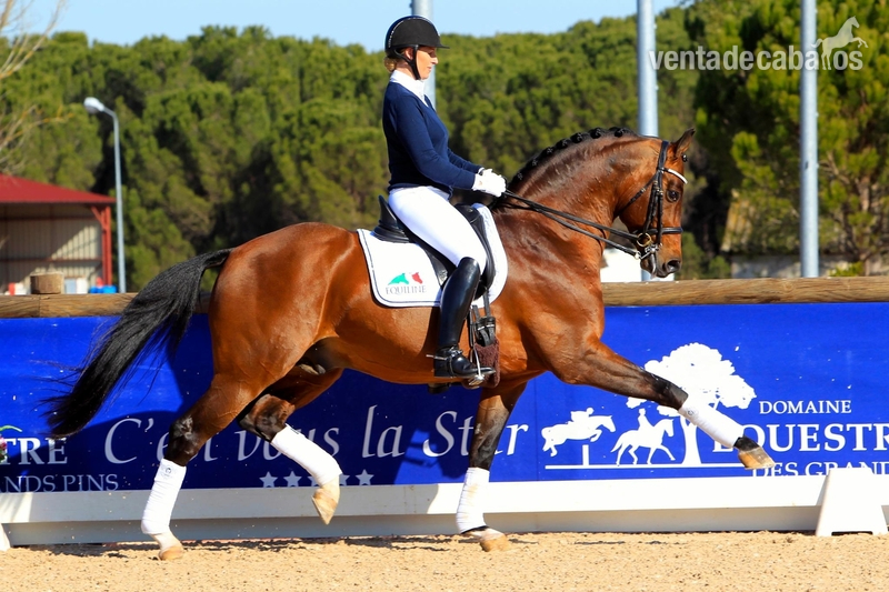 Caballos Capados Honoverian - Hannoveriano, castrado, 10 años, 169 cm, Don