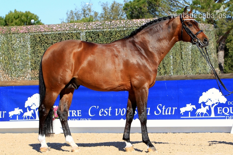 Hannoveriano, castrado, 10 años, 169 cm, Don - Caballos Capados Honoverian