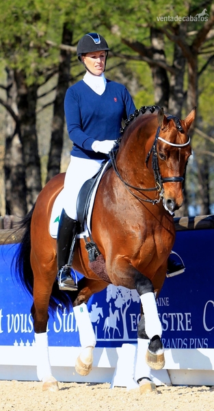 Hannoveriano, castrado, 10 años, 169 cm, Don - Honoverian