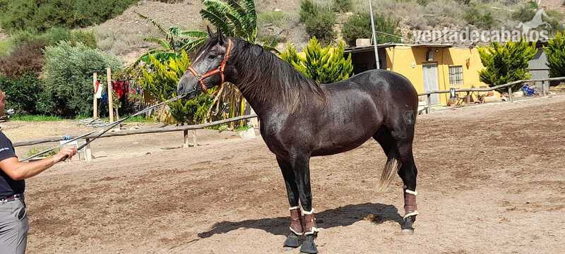 Uranio De La Luna. Potro de cuatro años. in 
