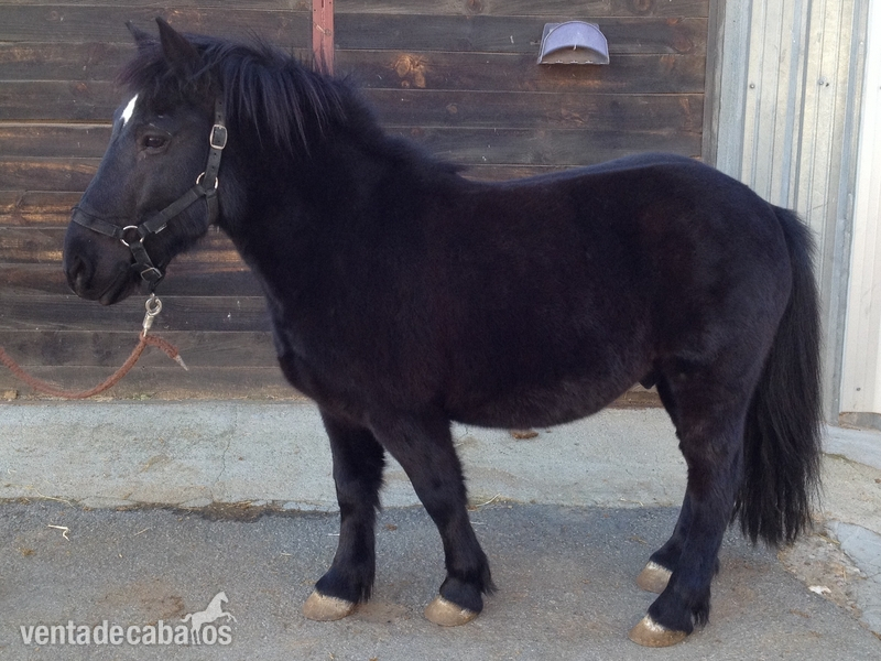 Vendo poni castrado in 