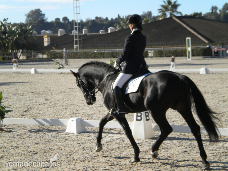 Caballos Pura Raza Española (P.R.E.) Pura Raza Española - Venta PRE doma clasica