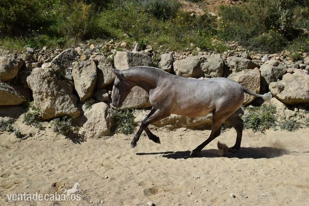 Hija de campeones de España  in 
