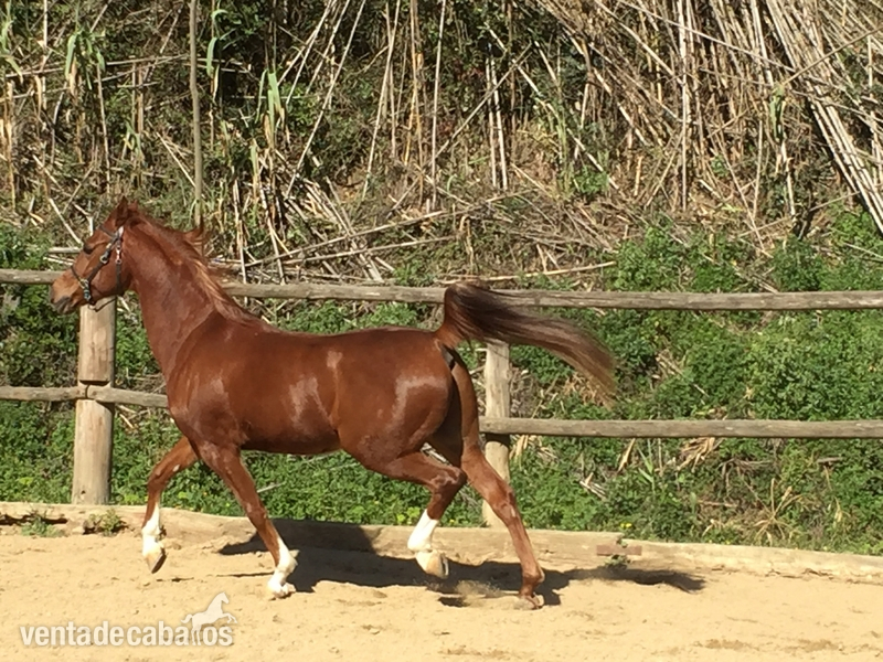  Alazán de pura raza árabe - Caballos Árabes Pura raza árabe