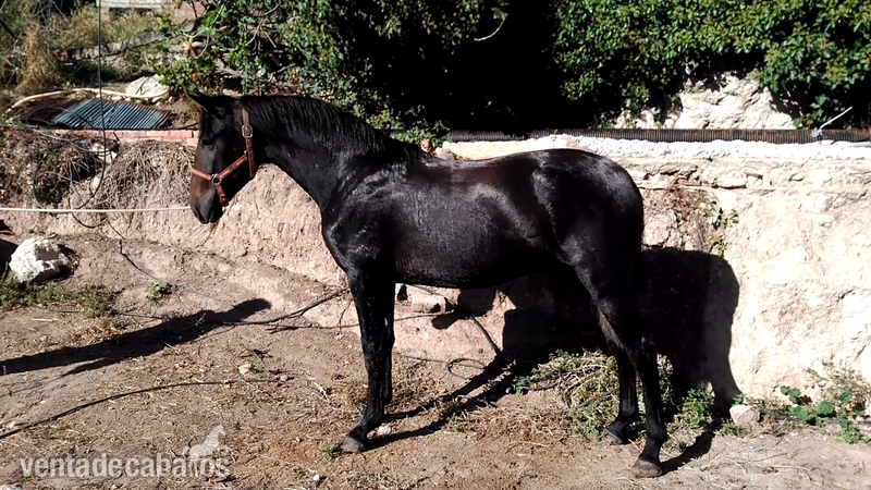 POTRO NIETO DE REMACHE XIII - Potros PRE