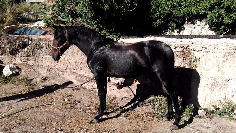 POTRO NIETO DE REMACHE XIII - Potros PRE