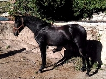 POTRO NIETO DE REMACHE XIII