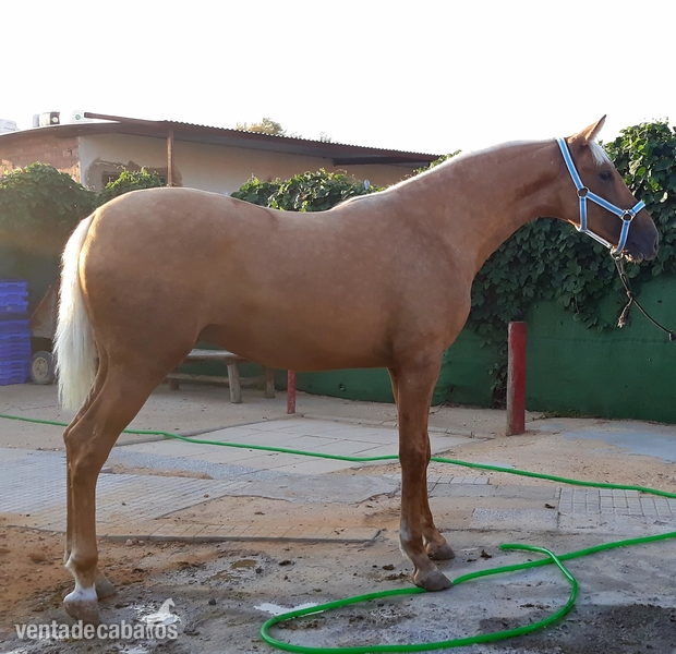 Potro hispano árabe perla com papeles in 