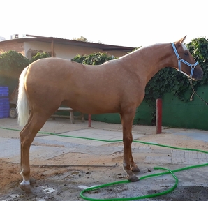 Potro hispano árabe perla com papeles