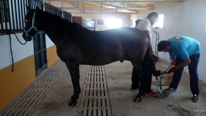 Hispano-Arabe
