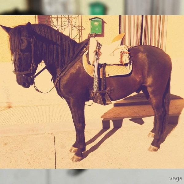 Hispano-Arabe {TYPE}