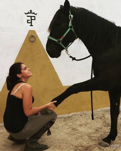 Caballo Hispano Árabe Hispano-Arabe - Hispano Arabe Domado