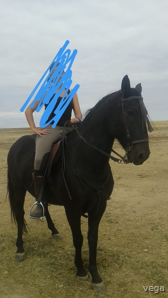 Hispano Arabe Domado - Caballo Hispano Árabe Hispano-Arabe