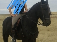 Hispano Arabe Domado