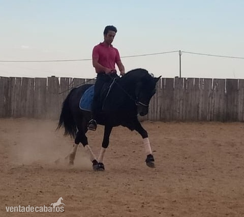 Potro PRE Domado in 
