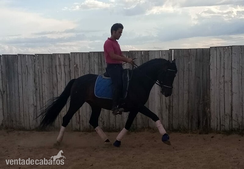 Caballos Pura Raza Española (P.R.E.) Pura Raza Española  - Potro PRE Domado