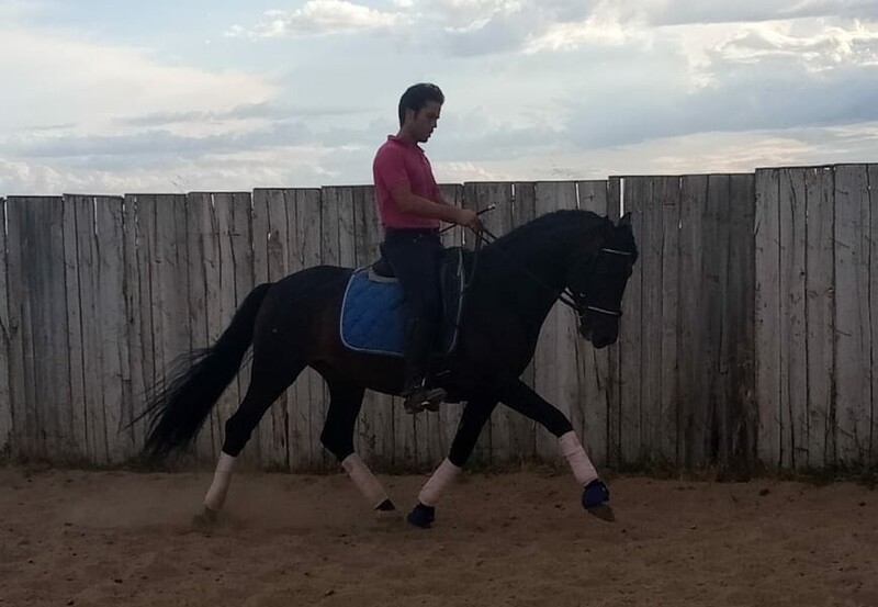 Caballos Pura Raza Española (P.R.E.) Pura Raza Española  - Potro PRE Domado