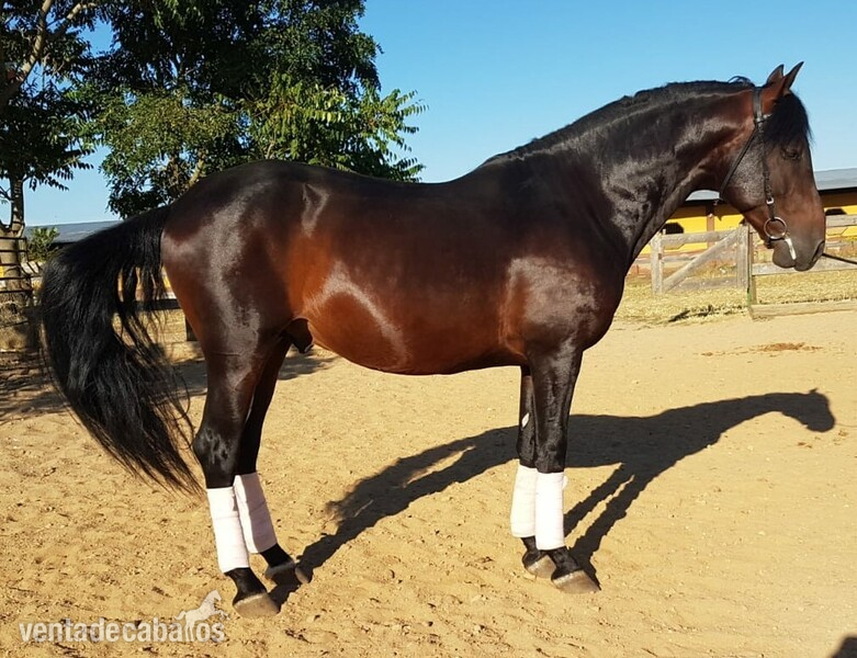 Potro PRE Domado - Caballos Pura Raza Española (P.R.E.) Pura Raza Española 