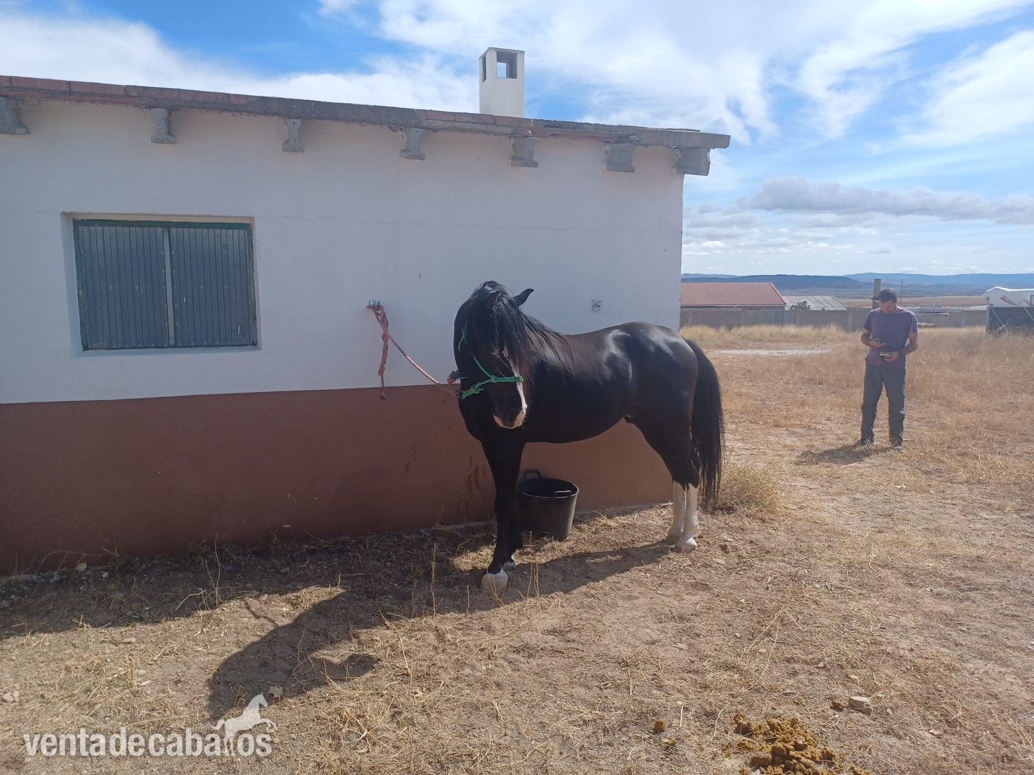 VENDO CABALLO DE 13 AÑOS ENTERO  in 