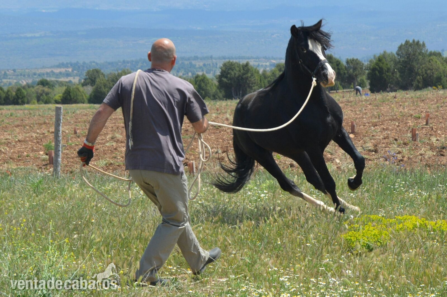 Caballos Enteros EMPTY - VENDO CABALLO DE 13 AÑOS ENTERO 