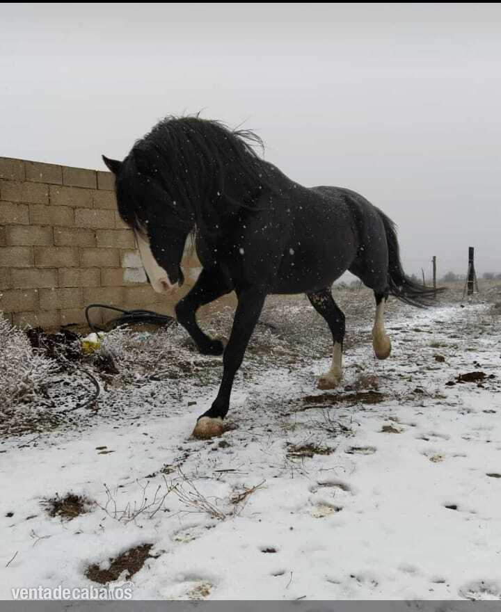 VENDO CABALLO DE 13 AÑOS ENTERO  - Caballos Enteros EMPTY