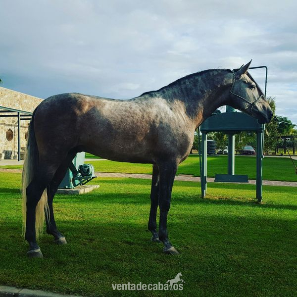 Hijo de Datil VII campeon de España  in 