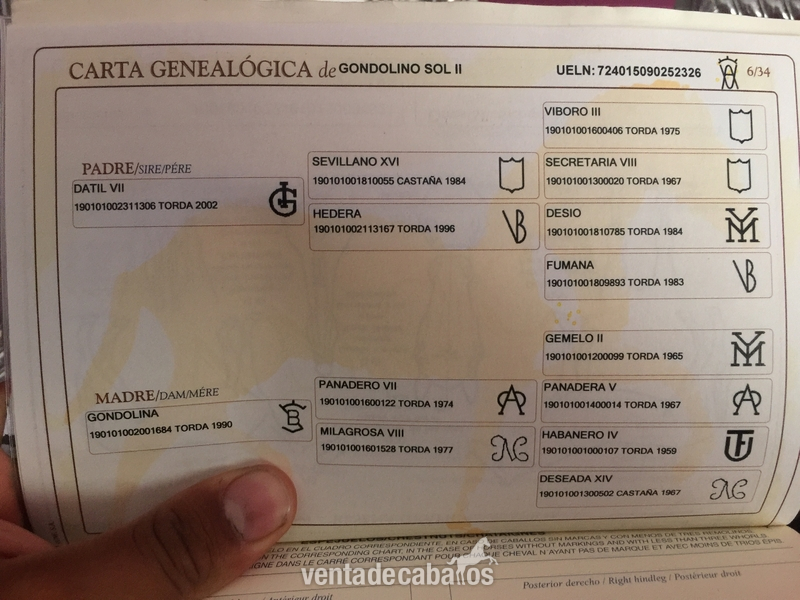 Pura Raza Española