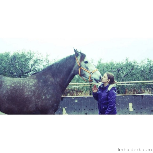 Venta caballo PRE domado 9 años in 