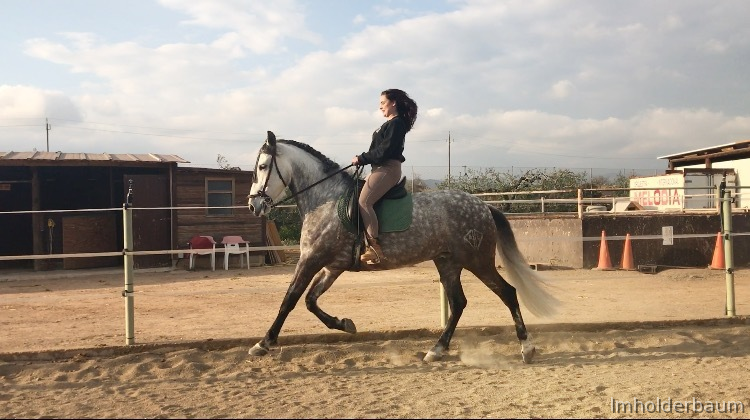 Caballos Pura Raza Española (P.R.E.) Pura Raza Española - Venta caballo PRE domado 9 años