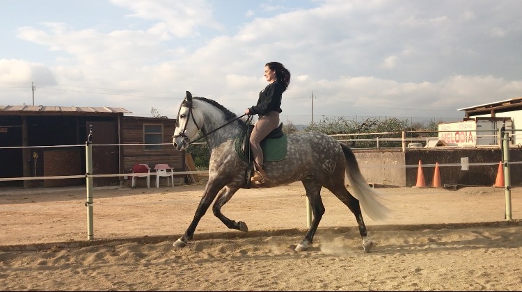 Caballos Pura Raza Española (P.R.E.) Pura Raza Española - Venta caballo PRE domado 9 años