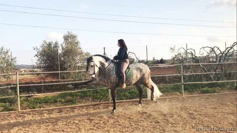 Venta caballo PRE domado 9 años - Caballos Pura Raza Española (P.R.E.) Pura Raza Española