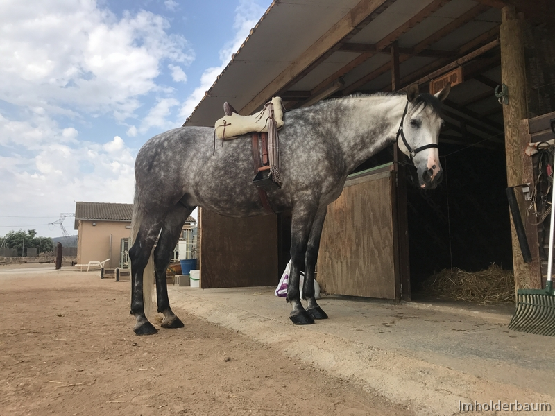 Venta caballo PRE domado 9 años - Pura Raza Española