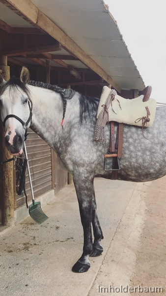 Venta caballo PRE domado 9 años - Caballos Pura Raza Española (P.R.E.)