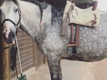 Venta caballo PRE domado 9 años