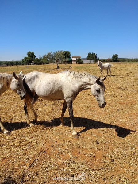  se vende caballo anglo-árabe in 
