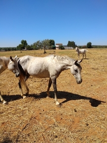  se vende caballo anglo-árabe