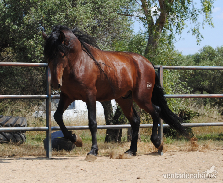 Andaluz