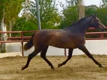 Potro de granda losada
