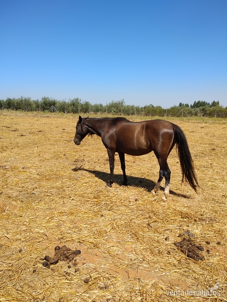 se vende yegua in 